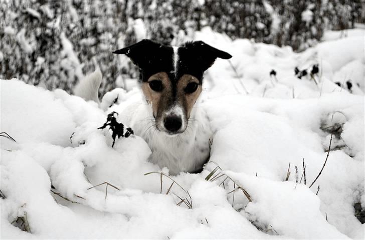 Jack russell terrier BELLA - Savner dig min lille skønne billede 1