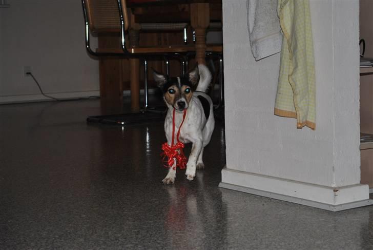 Jack russell terrier BELLA - Nuuuus! :') billede 11