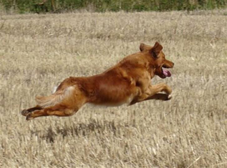 Golden retriever Guinness billede 7