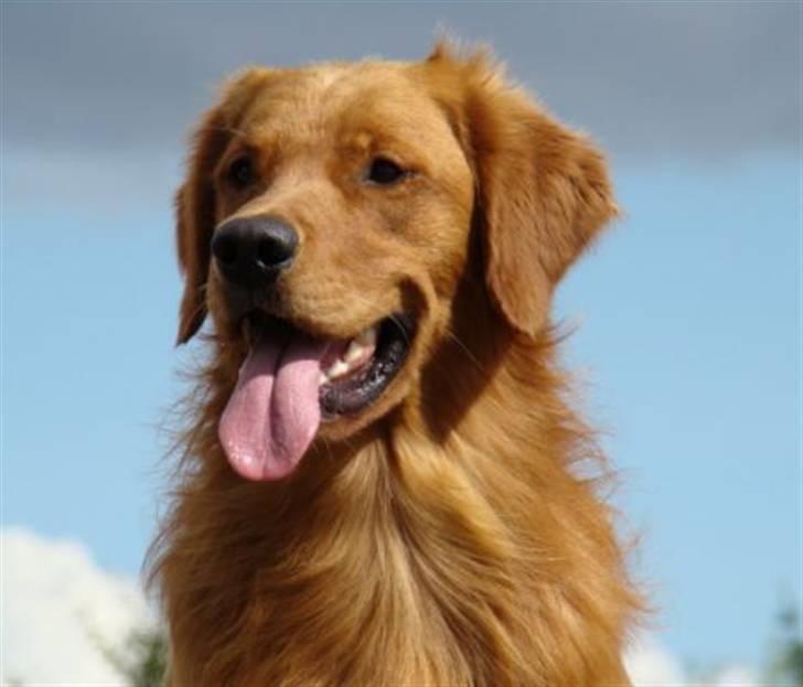 Golden retriever Guinness billede 8