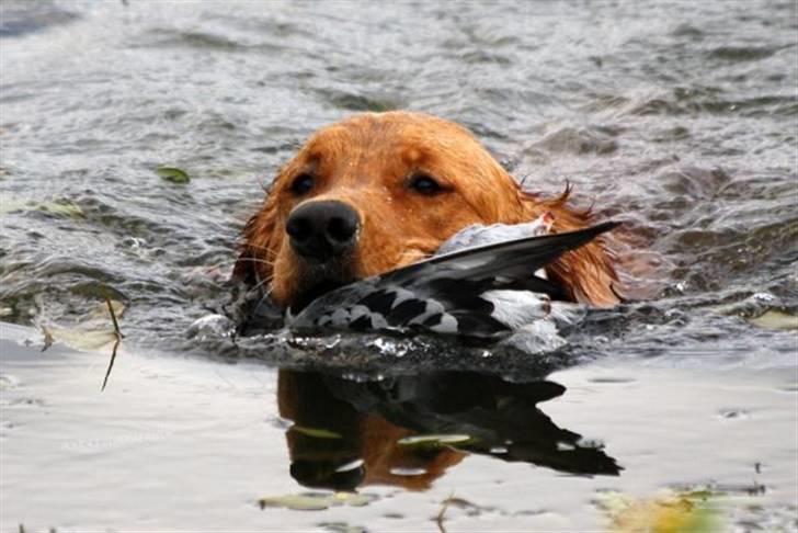 Golden retriever Guinness billede 9