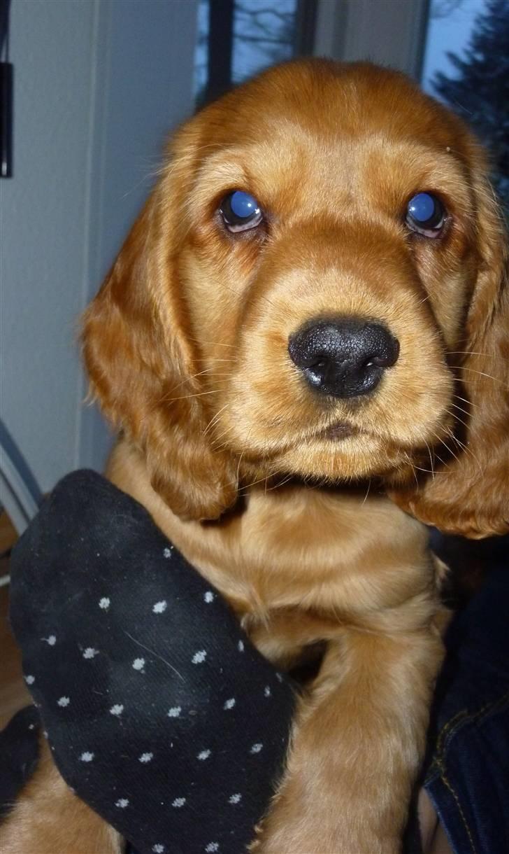 Cocker spaniel Balou billede 8