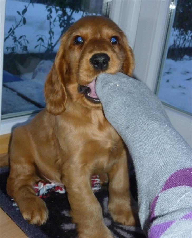 Cocker spaniel Balou billede 6