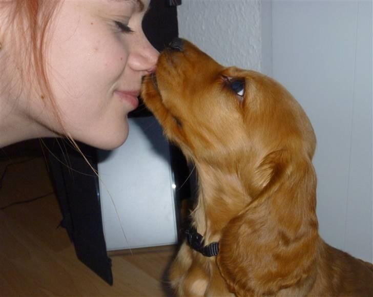 Cocker spaniel Balou billede 9