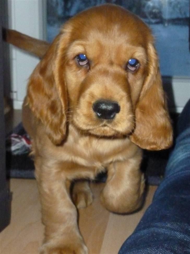 Cocker spaniel Balou billede 5