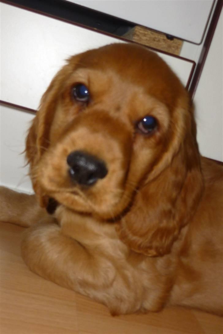 Cocker spaniel Balou billede 3
