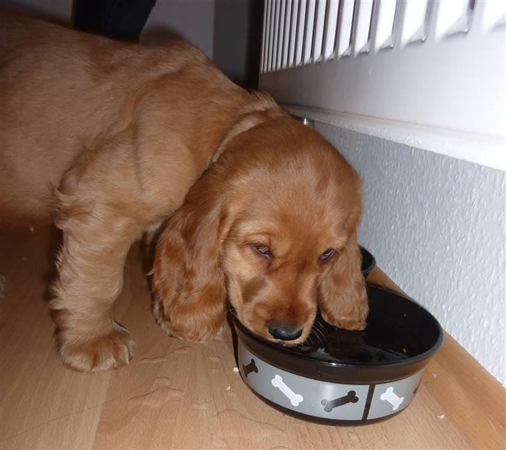 Cocker spaniel Balou billede 4