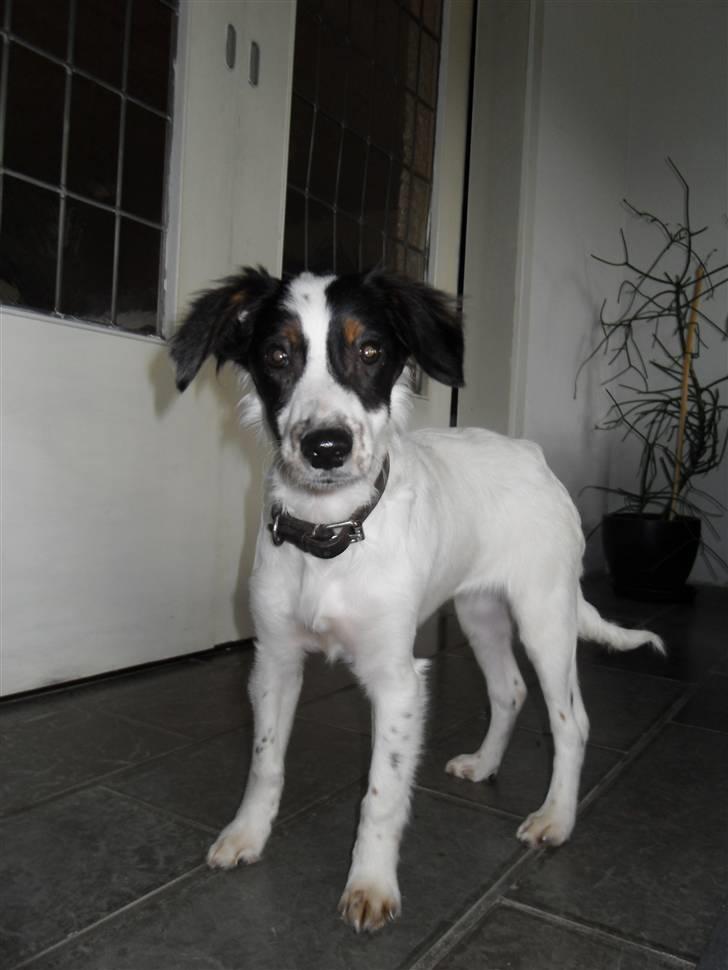 Dansk svensk gaardhund Mille  billede 1