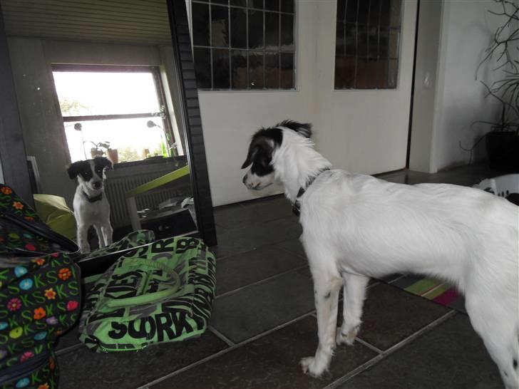 Dansk svensk gaardhund Mille  billede 2