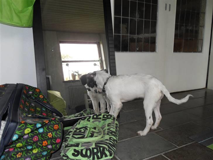 Dansk svensk gaardhund Mille  billede 3