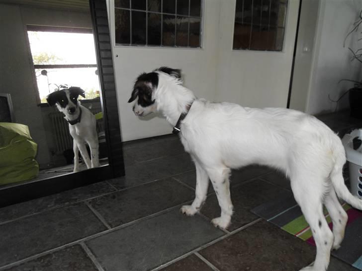 Dansk svensk gaardhund Mille  billede 4