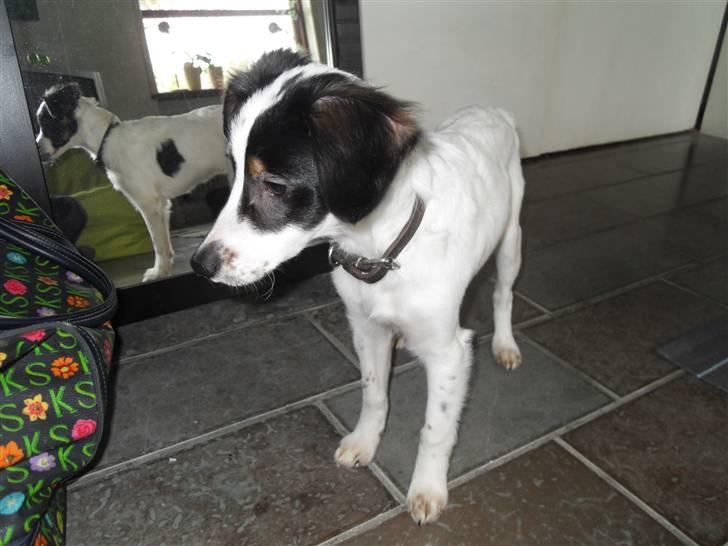 Dansk svensk gaardhund Mille  billede 5