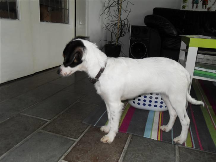 Dansk svensk gaardhund Mille  billede 6