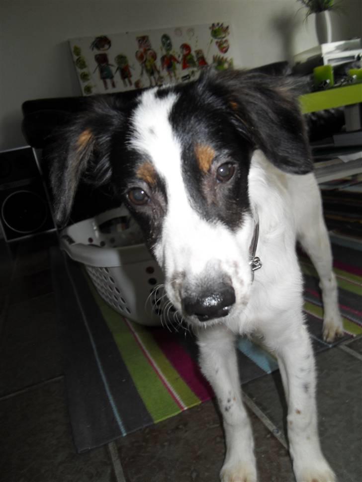 Dansk svensk gaardhund Mille  billede 7