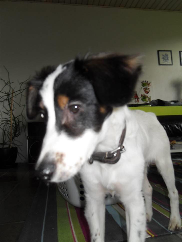 Dansk svensk gaardhund Mille  billede 8