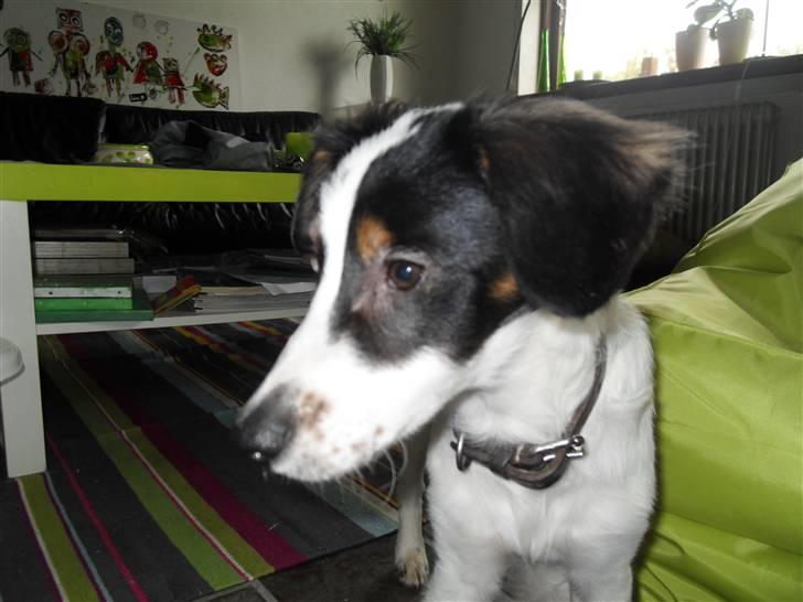 Dansk svensk gaardhund Mille  billede 9