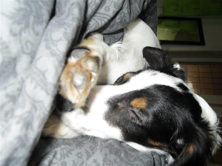 Dansk svensk gaardhund Mille  billede 10