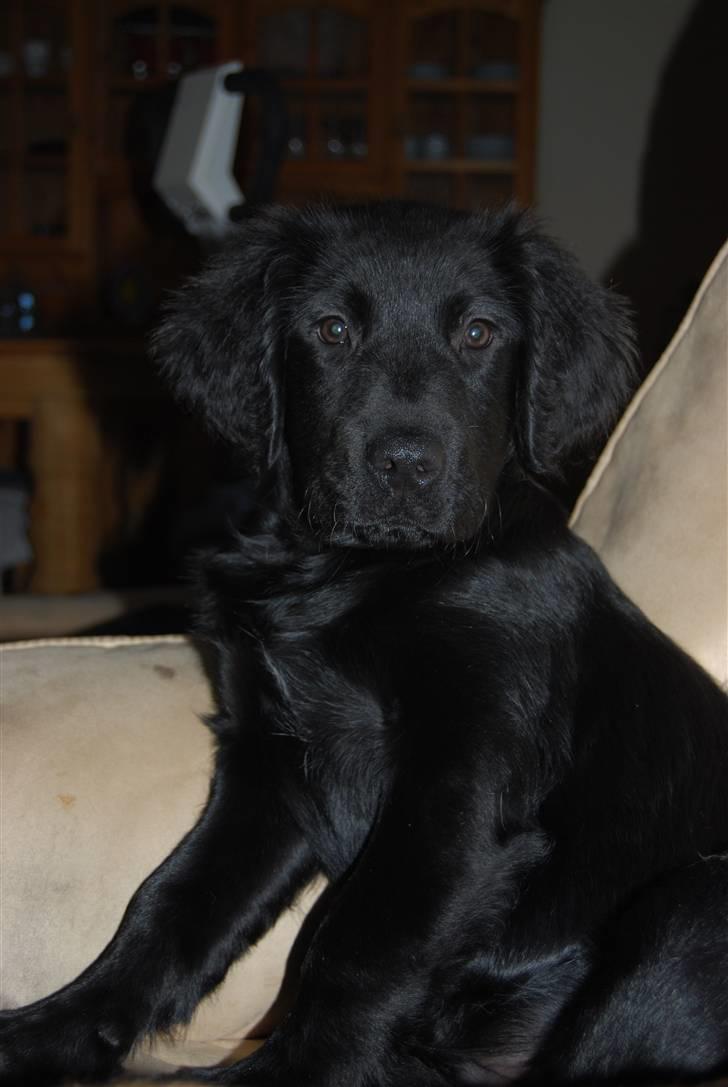 Blanding af racer Coda billede 1