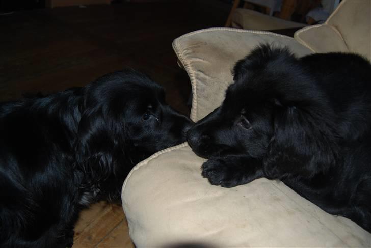 Blanding af racer Coda billede 2