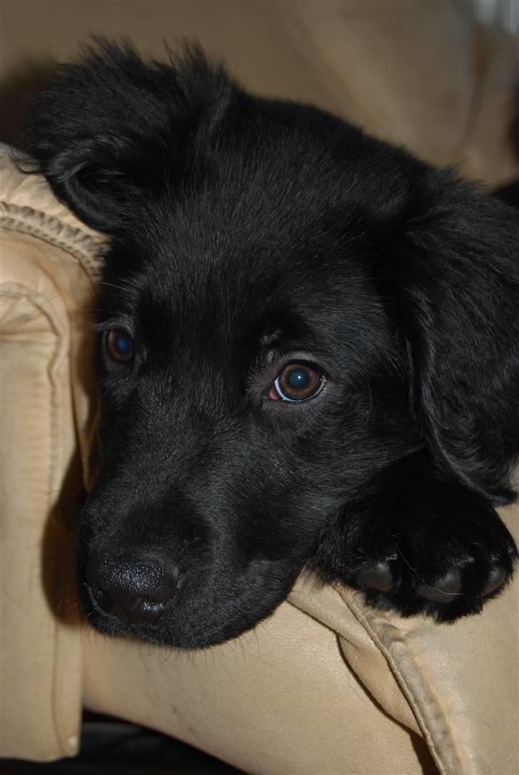 Blanding af racer Coda billede 4