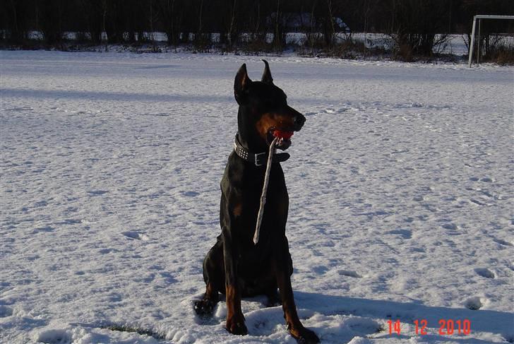 Dobermann Nadal di altobello(DINO) billede 6