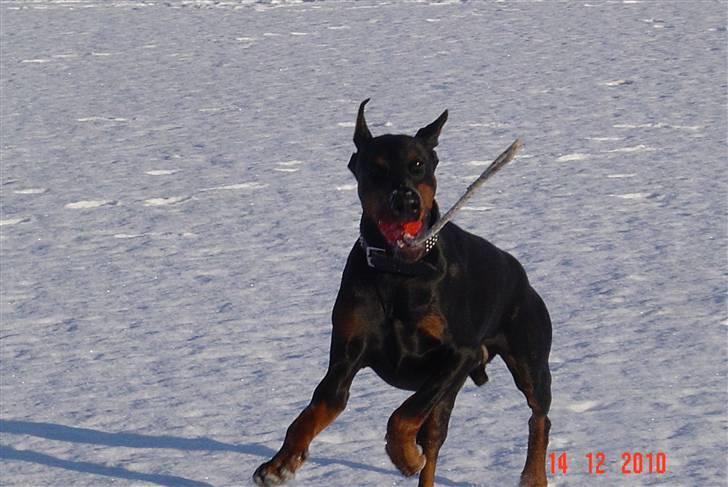 Dobermann Nadal di altobello(DINO) billede 7