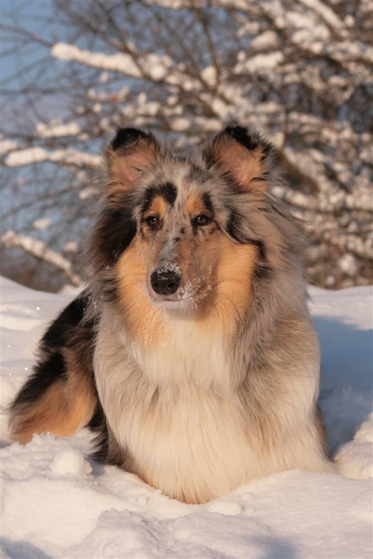 Collie langhåret Casey billede 2