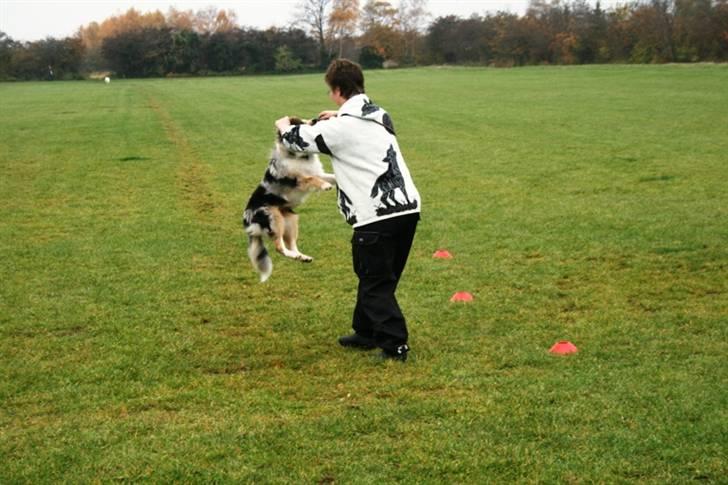 Collie langhåret Casey billede 3