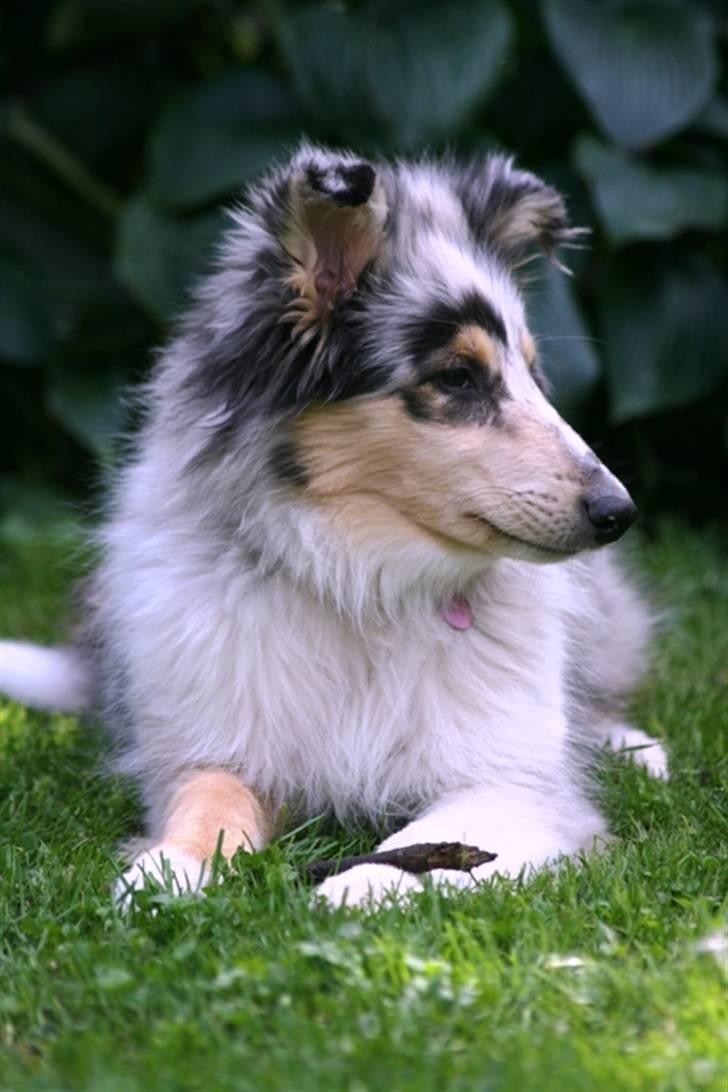 Collie langhåret Casey billede 4