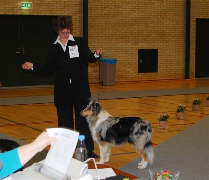 Collie langhåret Casey billede 5