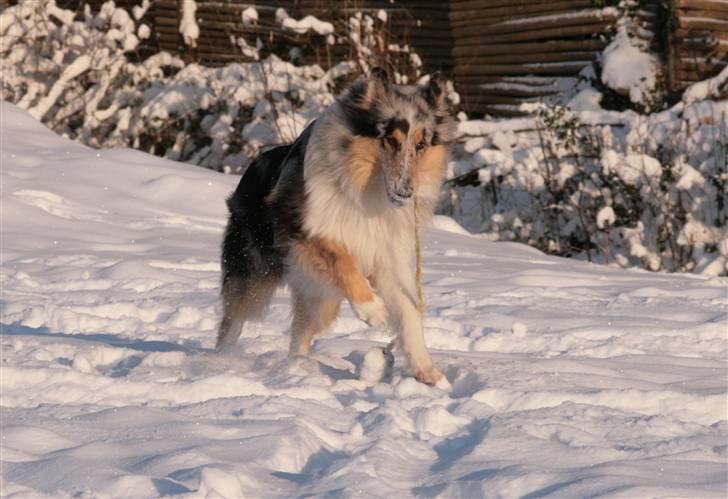 Collie langhåret Casey billede 6
