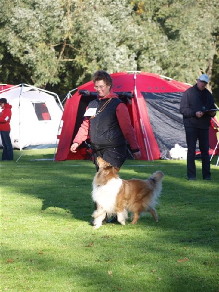 Collie langhåret Lapinette´s Prima Donna billede 10