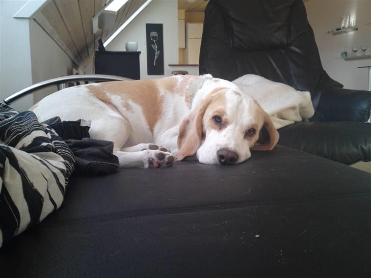 Beagle Sopwith Camel ´s Tyson  billede 13