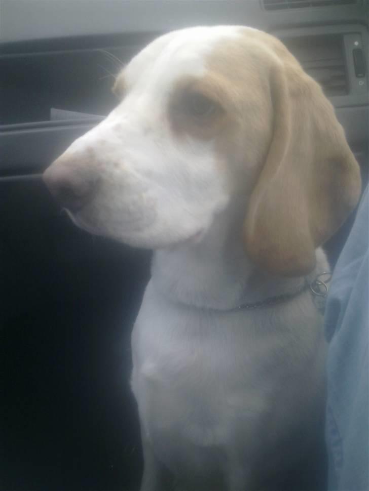 Beagle Sopwith Camel ´s Tyson  billede 14