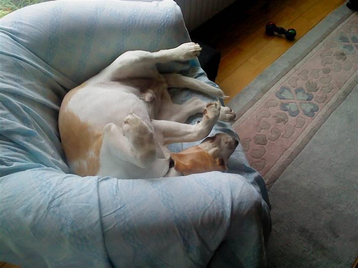 Beagle Sopwith Camel ´s Tyson  billede 15