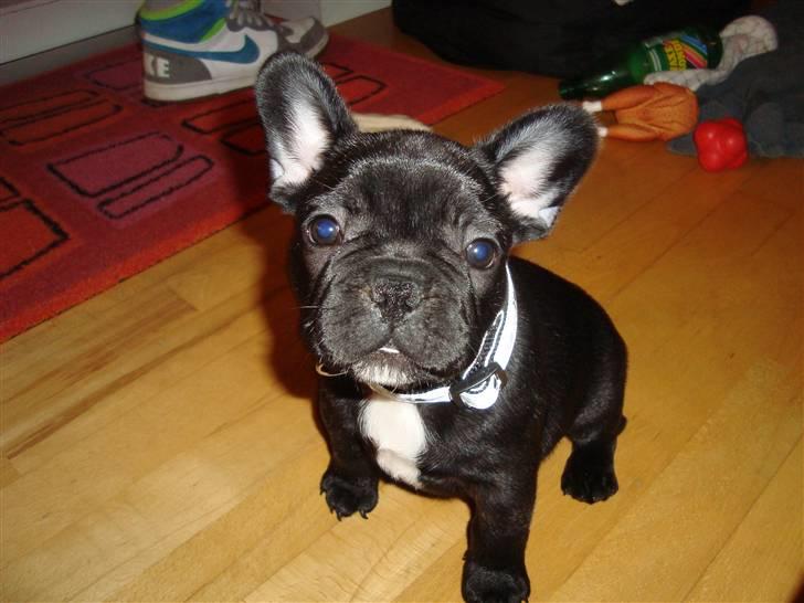 Fransk bulldog Geluna Von Hempel Klinton billede 11