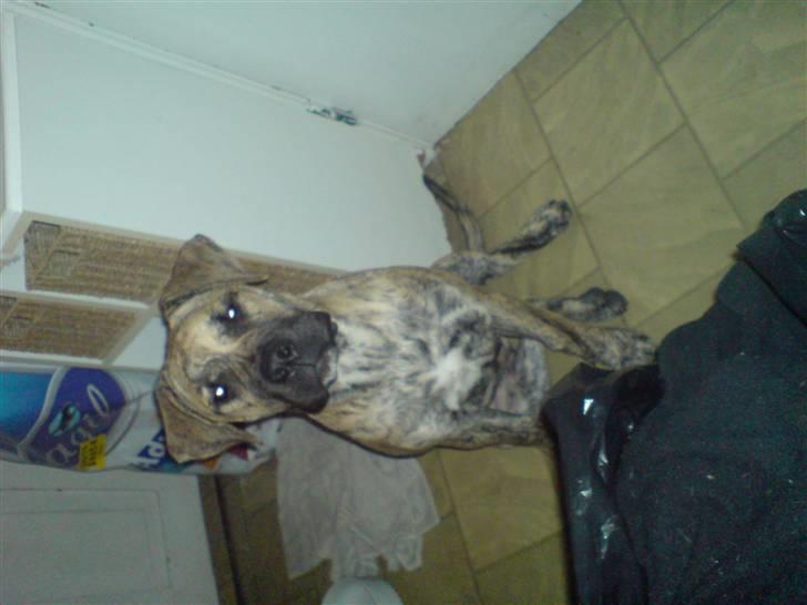 Dogo canario Sera - Glædelig jul fra Sera :-) billede 12