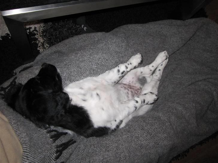 Stabijhoun Diva billede 5