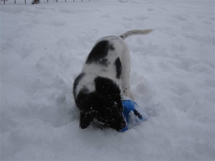 Stabijhoun Diva billede 6