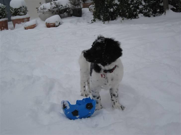 Stabijhoun Diva billede 7