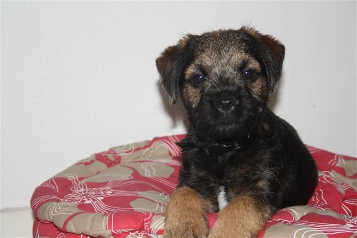 Border terrier Arthur <3 billede 1