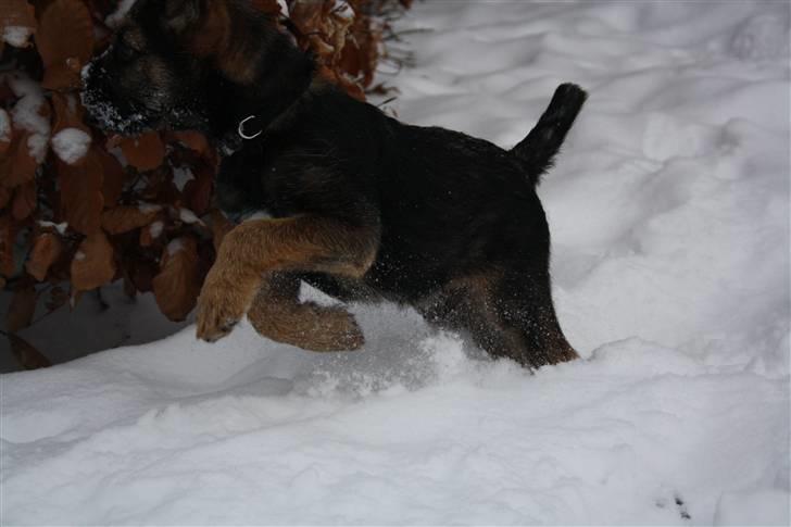 Border terrier Arthur <3 - taget af ECS (; billede 2