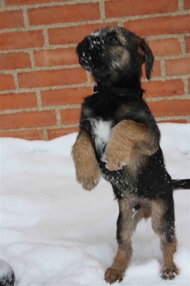 Border terrier Arthur <3 billede 3