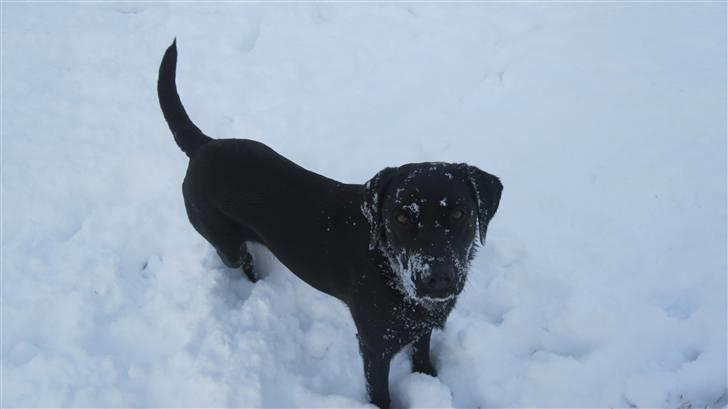 Labrador retriever Maggie billede 1
