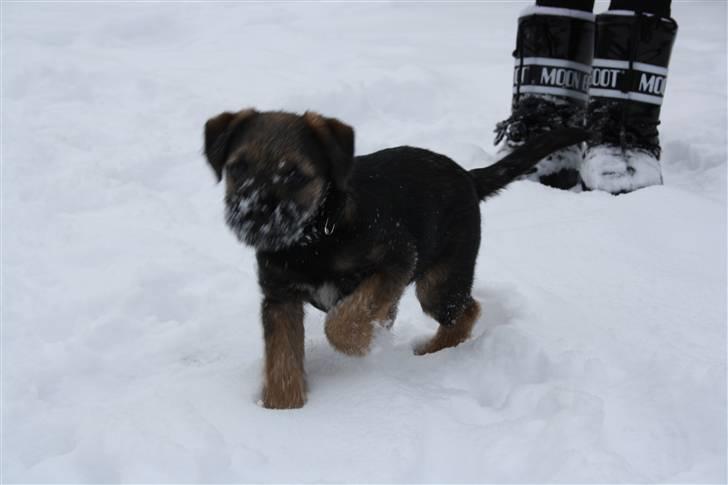 Border terrier Arthur <3 billede 4