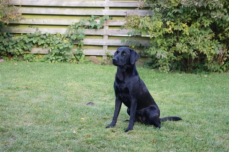 Labrador retriever Maggie billede 2