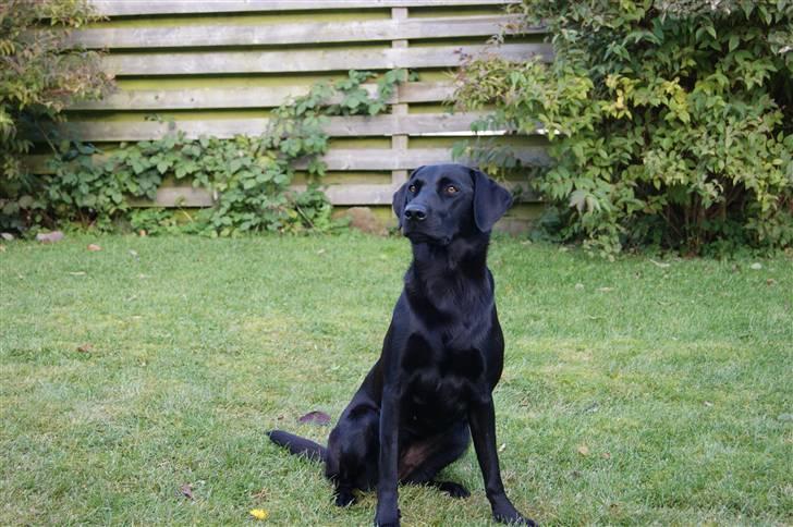 Labrador retriever Maggie billede 3
