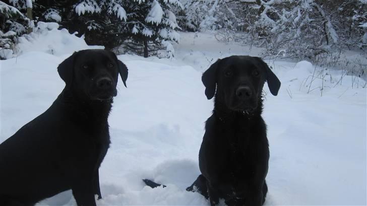 Labrador retriever Maggie billede 4