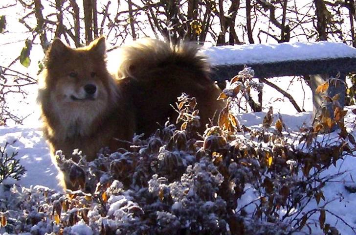 Eurasier Kærlundegård´s U-Akka - Akka er nu 17 mdr billede 16