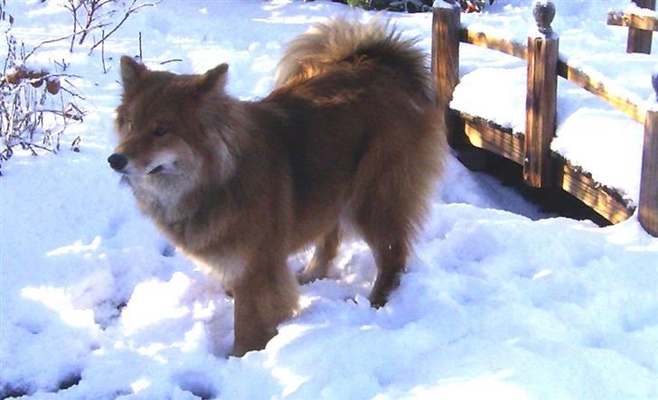 Eurasier Kærlundegård´s U-Akka billede 17